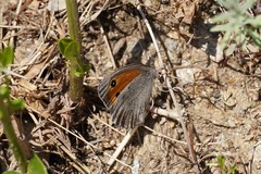 Hyponephele lycaon