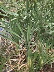 Typha capensis