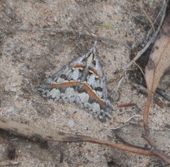 Dichromodes cirrhoplaca