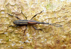 Raphirhynchus sexvittatus