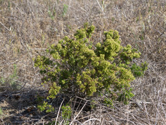 Galium catalinense acrispum