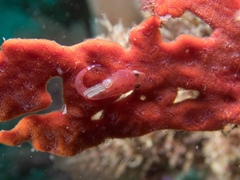 Cochleoceps orientalis