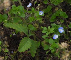 Veronica persica