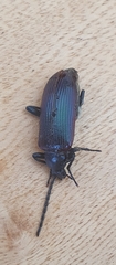 Praeugenini