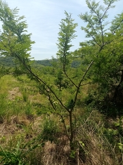 Vachellia robusta robusta