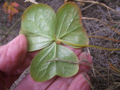 Oxalis strigosa