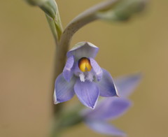 Thelymitra peniculata