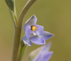 Thelymitra peniculata