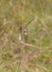Thelymitra peniculata