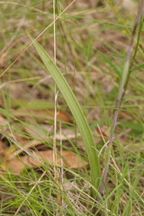 Thelymitra peniculata