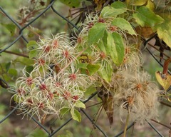 Clematis vitalba