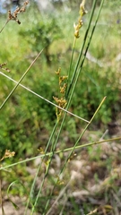 Juncus pauciflorus