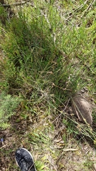 Juncus pauciflorus