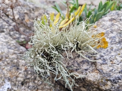 Ramalina cuspidata