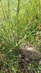 Juncus pauciflorus