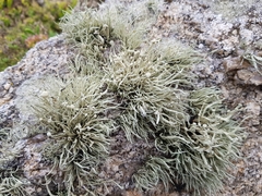 Ramalina cuspidata