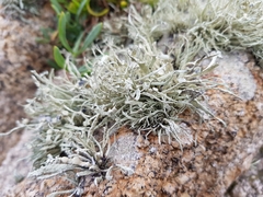 Ramalina cuspidata
