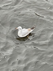 Chroicocephalus ridibundus