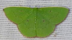 Phrudocentra centrifugaria