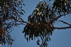 Lichmera indistincta