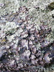 Umbilicaria hirsuta