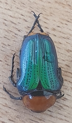 Leucocelis haemorrhoidalis