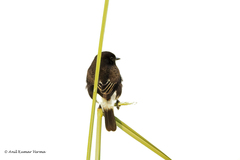 Saxicola caprata