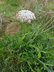 Daucus carota gummifer