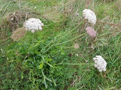 Daucus carota gummifer