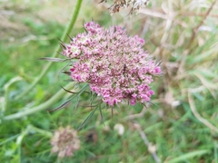 Daucus carota gummifer