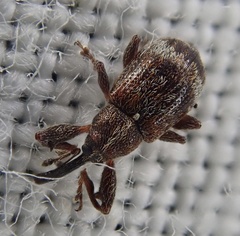 Anthonomus bituberculatus