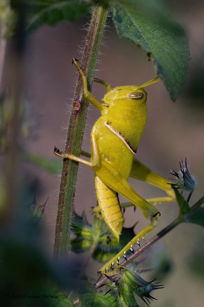 Cyrtacanthacris