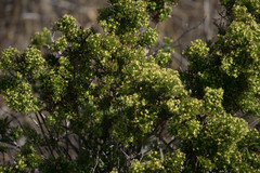 Galium catalinense acrispum