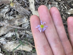 Vittadinia triloba