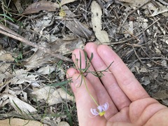 Vittadinia triloba