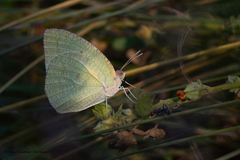 Catopsilia pyranthe