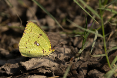 Catopsilia pyranthe