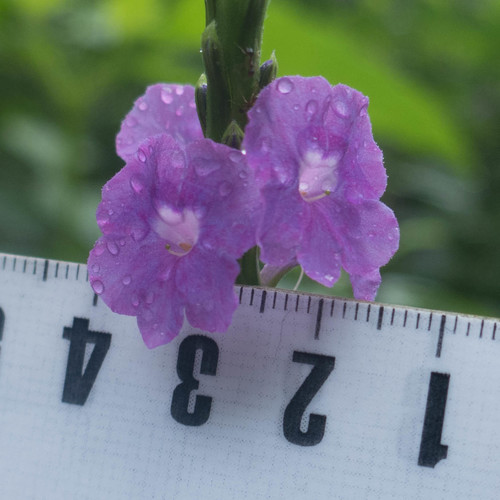 Stachytarpheta dichotoma iNat (2)