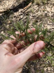 Melaleuca diosmatifolia
