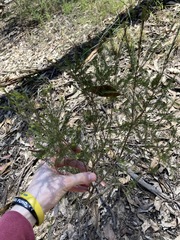 Melaleuca diosmatifolia
