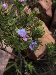Lobostemon marlothii