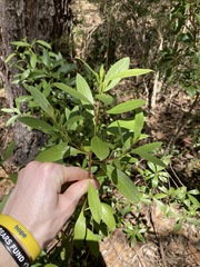 Myoporum boninense