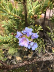 Lobostemon marlothii