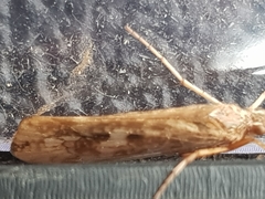 Limnephilus marmoratus