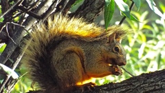 Sciurus nayaritensis