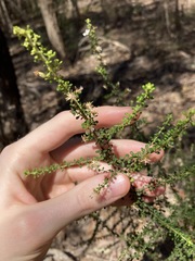 Olearia microphylla