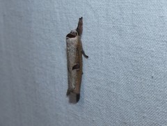 Pilostibes stigmatias