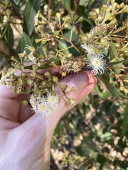 Eucalyptus microcorys