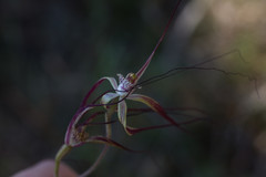 Caladenia chapmanii
