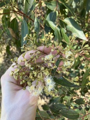 Eucalyptus microcorys